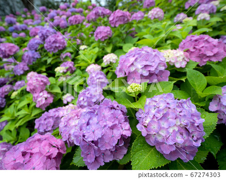 hydrangea flower hydrangea flower 67274303