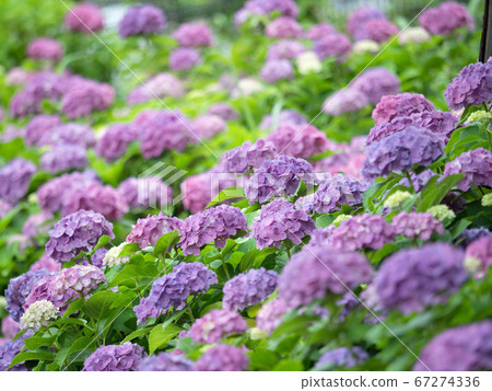 hydrangea flower hydrangea flower 67274336