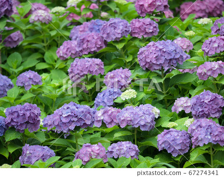 hydrangea flower 67274341