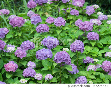 hydrangea flower hydrangea flower 67274342