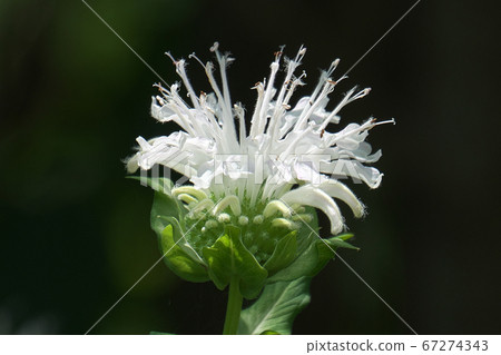 A pure white mondalda (Bergamot) bathed in the sunlight 67274343