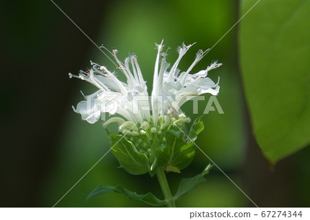 沐浴在陽光下的純白色蒙達達（Bergamot） 67274344