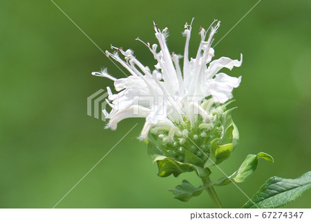 Pure white mondalda (Bergamot) in full bloom Pure white mondalda (Bergamot) in full bloom 67274347