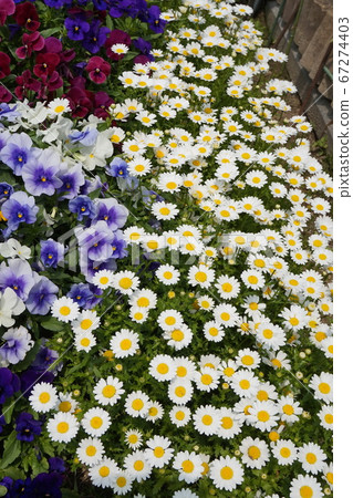 Spring Flower Field Spring Flower Field 67274403