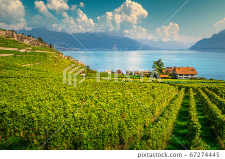 Terraced vineyards in Lavaux region near Chexbres, Vaud, Switzerland 67274445