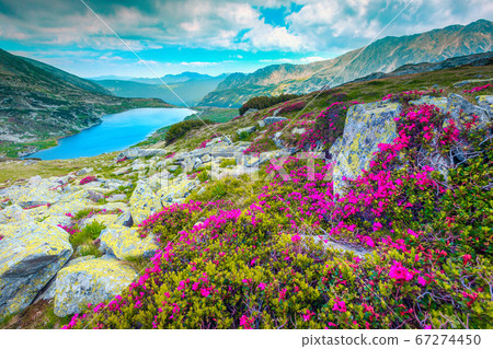 Mountain pink rhododendron flowers and Bucura lake, Retezat mountains, Romania   67274450