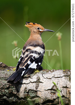 Young Eurasian hoopoe sitting on tree trunk in summer. Young Eurasian hoopoe sitting on tree trunk in summer. 67274681