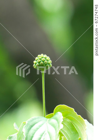 Yamaboushi水果向上生長 67274748