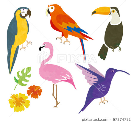 Tropical bird 67274751