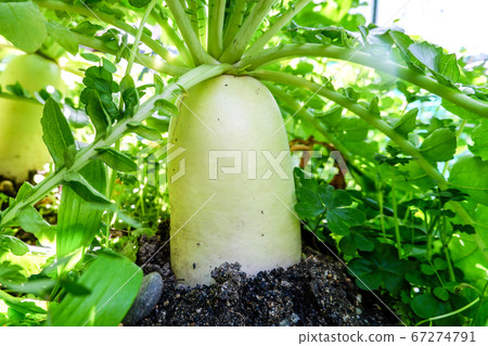 Japanese radish in the field near the harvest with lush leaves Japanese radish in the field near the harvest with lush leaves 67274791