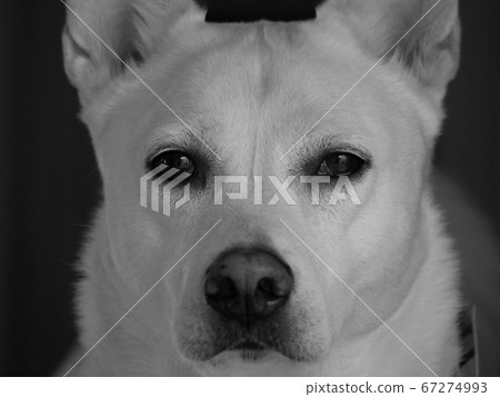 大狗正面朝上黑白照片 67274993