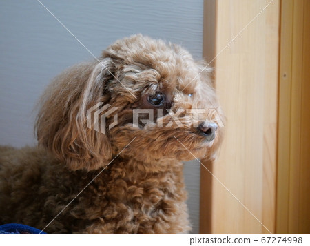 奶奶的玩具貴賓犬正面朝上 對角地從前面 照片素材 圖片 圖庫