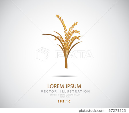 Gold Rice Vector Rice icon, rice gold logo Vector illustration. Eps - Stock Illustration ...