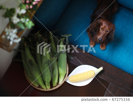 Corn and dachshund 67275338