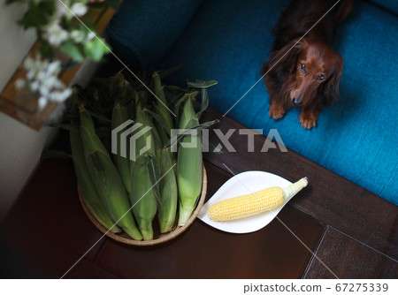 Corn and dachshund 67275339