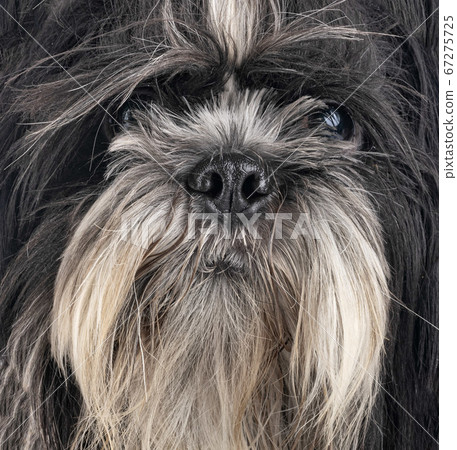 shih tzu in studio 67275725