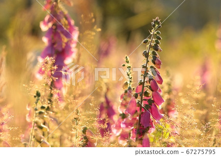 Purple foxglove in the forest at dawn 67275795