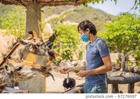 Happy man in medical mask watching and feeding giraffe in zoo. He having fun with animals safari park on warm summer day Happy man in medical mask watching and feeding giraffe in zoo. He having fun with animals safari park on warm summer day 67276087