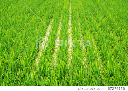 初夏的鄉村景觀 67276150