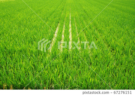 初夏的鄉村景觀 67276151