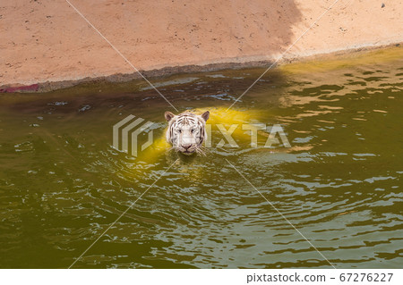 Portrait of a Royal Bengal tiger in water 67276227