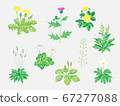 Roadside plant 67277088
