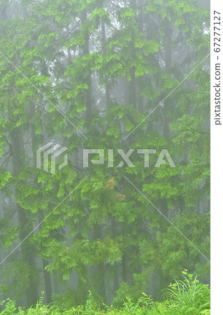 Hinoki cypress forest on Mt. Mitake 67277127