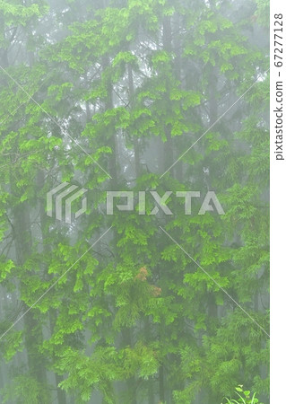 Hinoki cypress forest on Mt. Mitake 67277128
