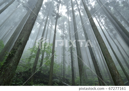 A misty mountain cedar forest A misty mountain cedar forest 67277161