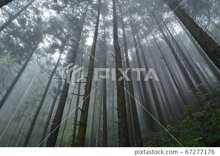 霧山雪松森林 霧山雪松森林 67277176