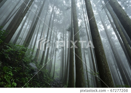 山路穿過三嶽山霧濛濛的雪松森林 67277208