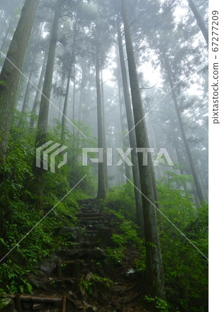 Mountain trail through the misty cedar forest of Mt. Mitake 67277209