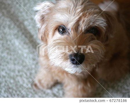 A cute small apricot dog gazing at its owner [Malpu] 67278186