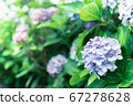 Hydrangea during the rainy season in July 67278628