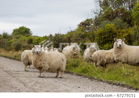Sheep Sheep 67279151