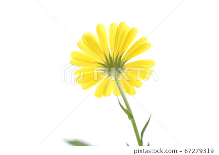 金盞花里賈納 金盞花里賈納 67279319