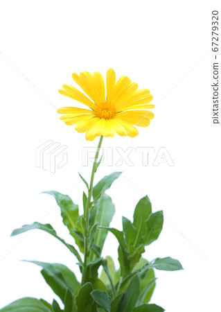 金盞花里賈納 金盞花里賈納 67279320
