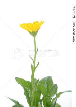 Calendula Regina 67279333