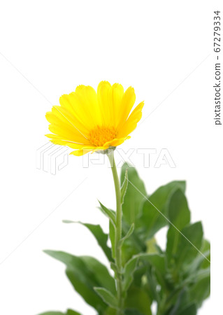Calendula Regina Calendula Regina 67279334