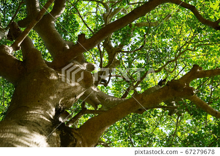 Kyojinkyo Ruins/Kuroganemochi Large Tree-24 Kyojinkyo Ruins/Kuroganemochi Large Tree-24 67279678