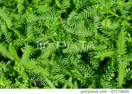 Young Kawaraketsumei after the rain-2 Young Kawaraketsumei after the rain-2 67279680