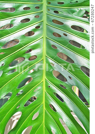 Funny monstera leaf with holes - Stock Photo [67280247] - PIXTA