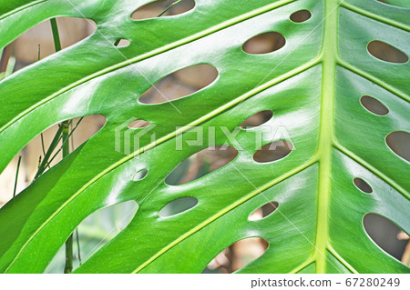 monstera adam sony Monstera Adansonii | Care Guide and Pro Tips - Delivery from Toronto across  Canada