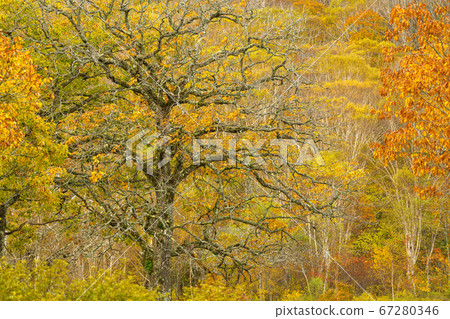 Deciduous tree 67280346