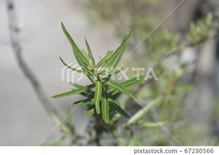 Sea buckthorn 67280566