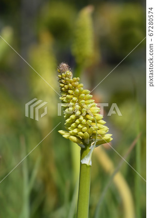 Red-hot poker Red-hot poker 67280574