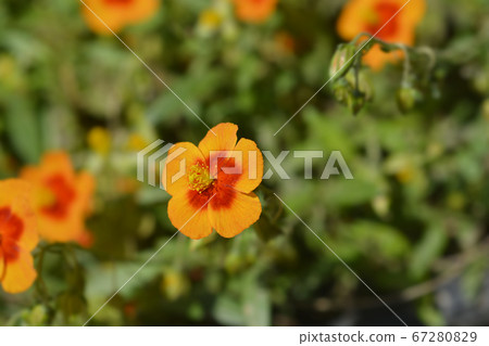 Rockrose Ben Heckla 67280829