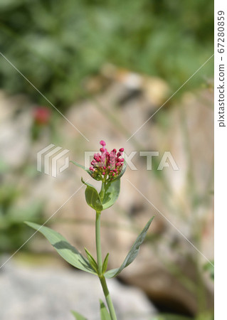 Red valerian Red valerian 67280859