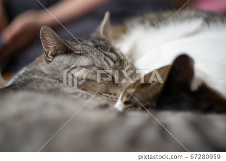 A cat that sleeps well 67280959