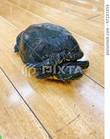 成年綠海龜（Mississippia Pondidae） 67281854